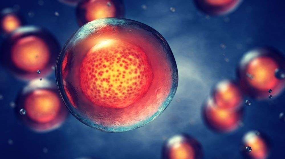 Embryonic stem cells | featured photo | Benefits of Spermidine for Cell Renewal