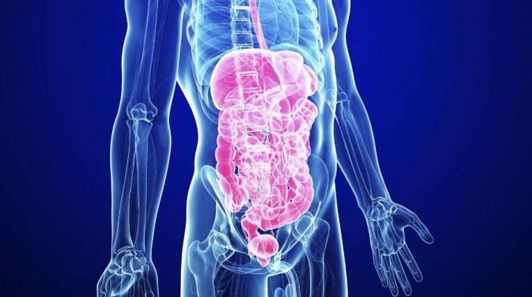 digestive system visulisation | feature | How to Treat A Leaky Gut With Food And Supplements