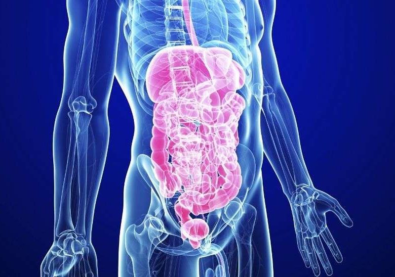 digestive system visulisation | feature | How to Treat A Leaky Gut With Food And Supplements