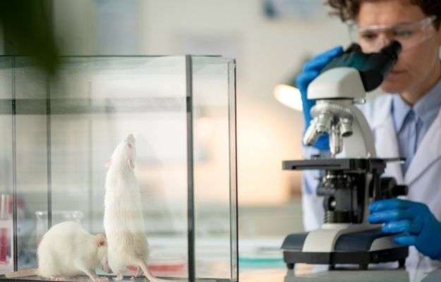 Researcher looking into the microscope with 2 mice in a glass container near him -Research and Results | How Plasma Exchange Can Help with the Aging Process | Plasma Exchange and Anti-Aging