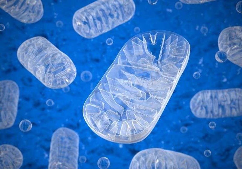 3D-image-of-Mitochondria | Feature | Why Mitochondria Are So Important For Our Health