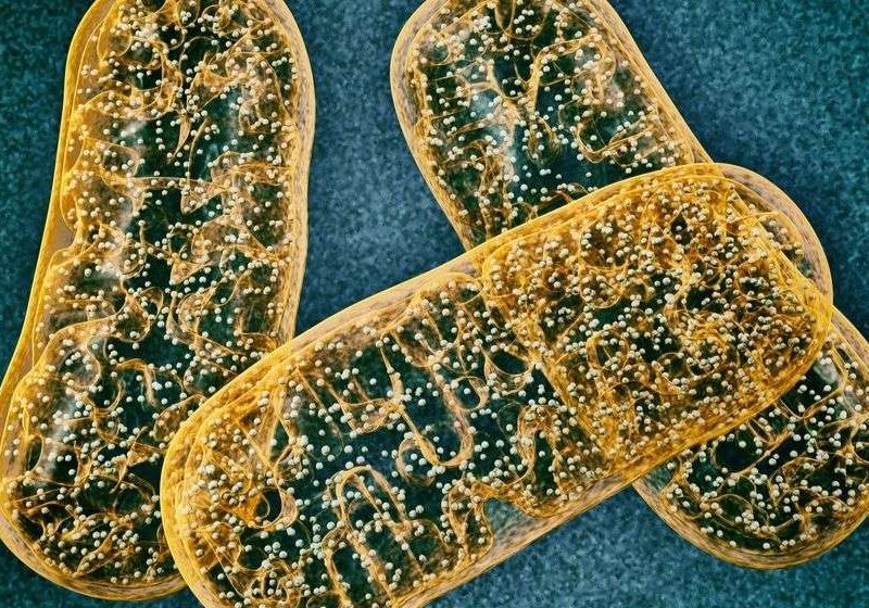 image-of-yellow-Mitochondrion | Featured | How ss31 Improves Mitochondrial Dysfunction