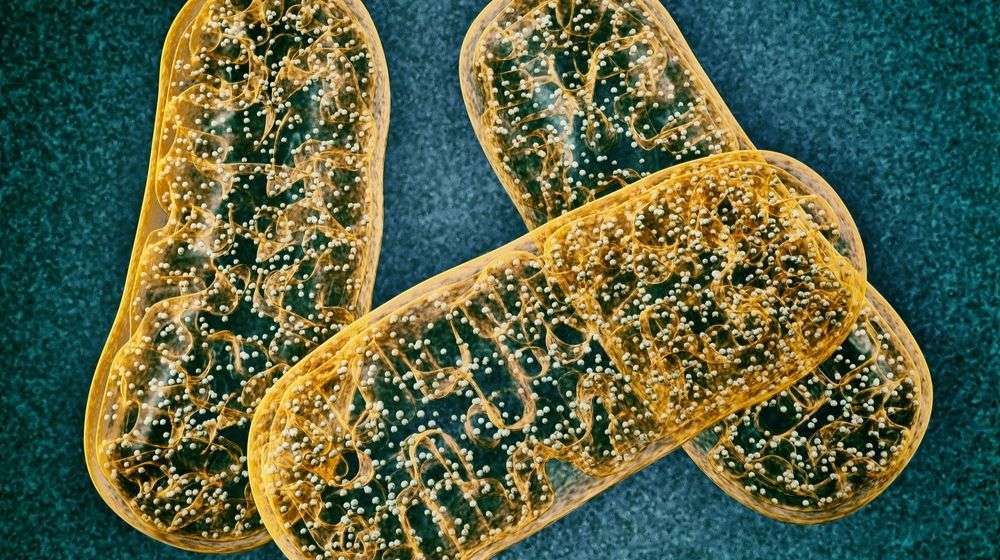 image-of-yellow-Mitochondrion | Featured | How ss31 Improves Mitochondrial Dysfunction
