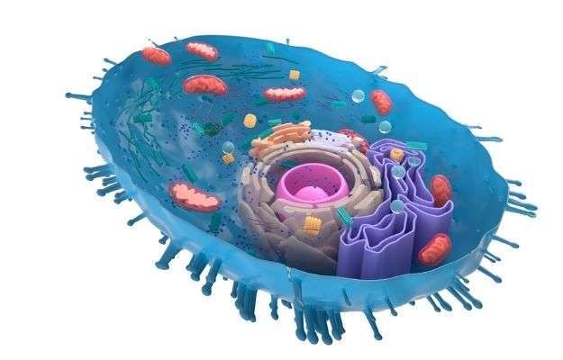 inside of the Mitochondria | What Are Mitochondria? | Why Mitochondria Are So Important For Our Health