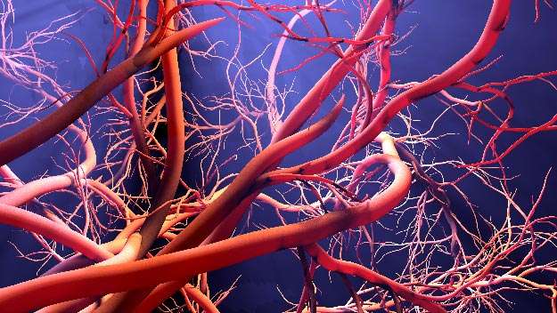 BPC-157-benefits in the creation of new blood vessels _Body