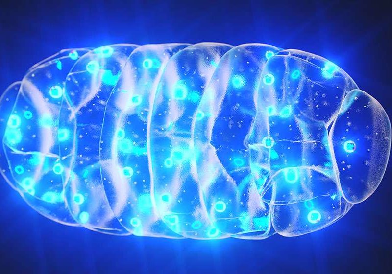 Mitochondria-ss-feat | What Is The Function Of The Mitochondria To Longevity