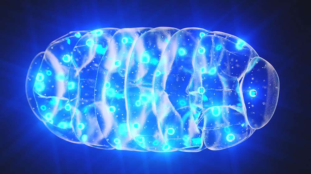 Mitochondria-ss-feat | What Is The Function Of The Mitochondria To Longevity