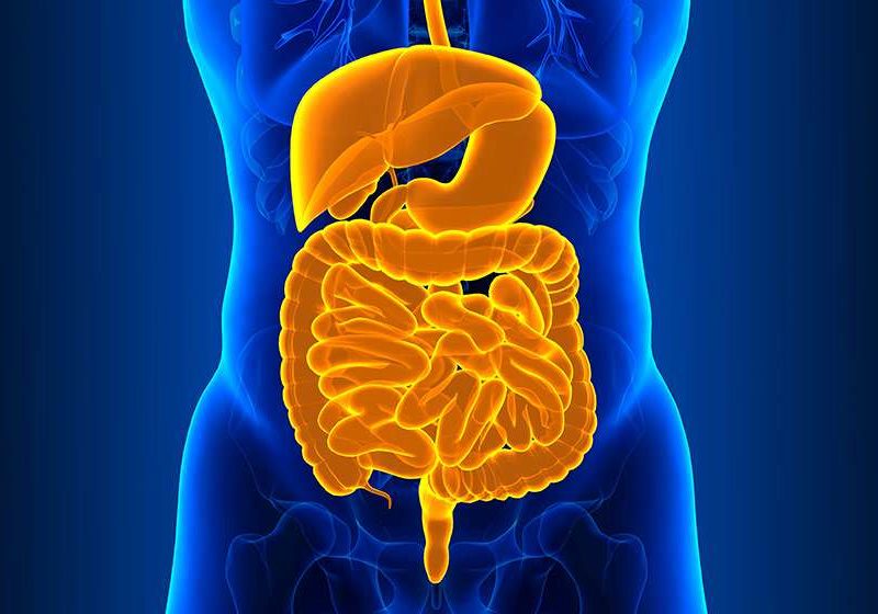 Human-Digestive-System-Anatomy-Intestinal-Barrier-Function-ss-feat