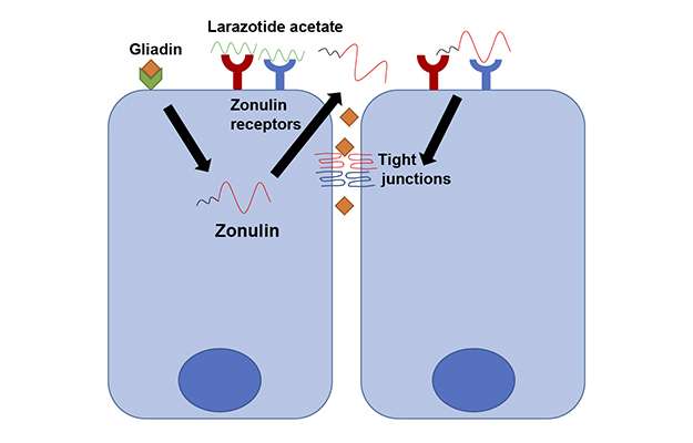 Larazotide-Acetate-in-Tight-Junction-Disassembly-and-Intestinal-Permeability-body