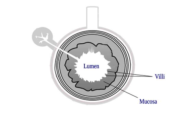 lumen-Why-Is-Tight-Junction-Regulation-Important--body