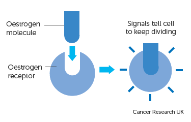 How an estrogen molecule is attached to an estrogen receptor of a cancer cell. Source: Cancer Research UK.