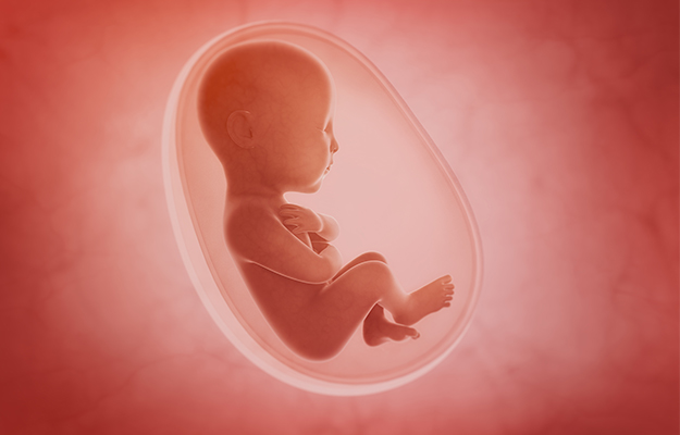 fetus-inside-the-womb-What-is-Meiosis-and-How-Does-It-Affect-Aging