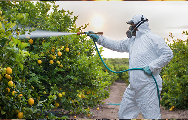Organic-ecological-agriculture.-Spray-pesticides-pesticide-on-fruit-lemon-in-growing-agricultural-plantation-spain-Where-Are-Endocrine-Disruptors-Found